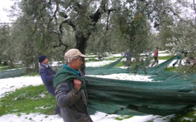 foto gli uomini racogliendo